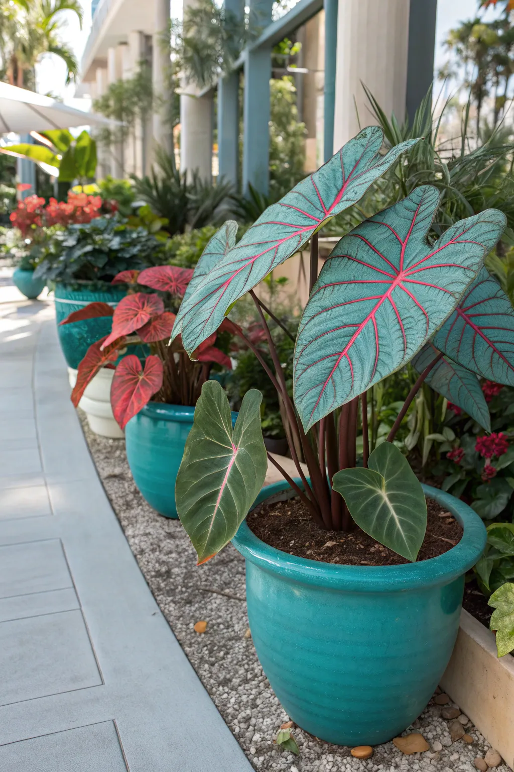 18+ Charming Ideas to Plant with Caladiums in Pots